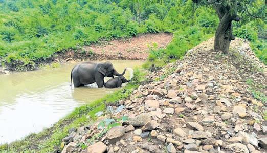 Juang tribals launch efforts to reduce man-elephant conflict