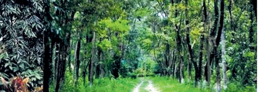 NE witnesses loss of forest cover rapidly
