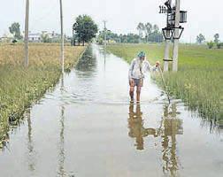 UP sends wheat seeds for flood-hit Punjab