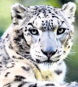Ladakh home to around 477 snow leopards: Report