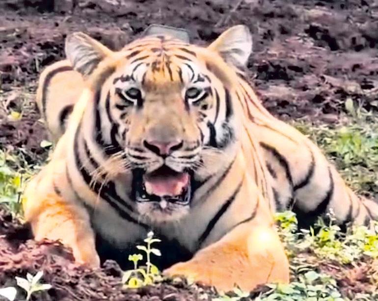 Doubts grow over success of Similipal tiger relocation
