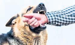 J&K recorded over 2L dog bite cases in past 3 yrs