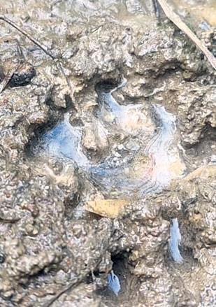 Tiger scare grips villagers after pugmarks discovered