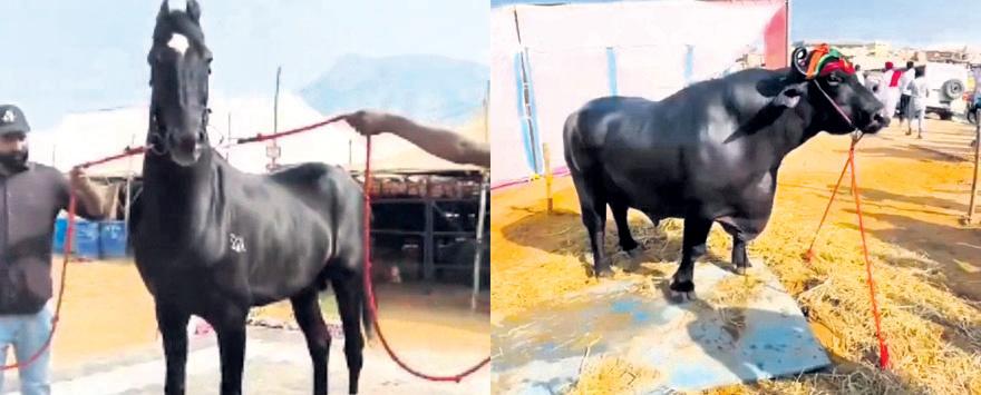 From ₹15cr horse to ₹23cr buffalo: Showstoppers at Pushkar Fair