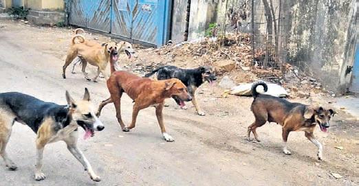 Chief secretaries must appear physically in stray dogs case: SC