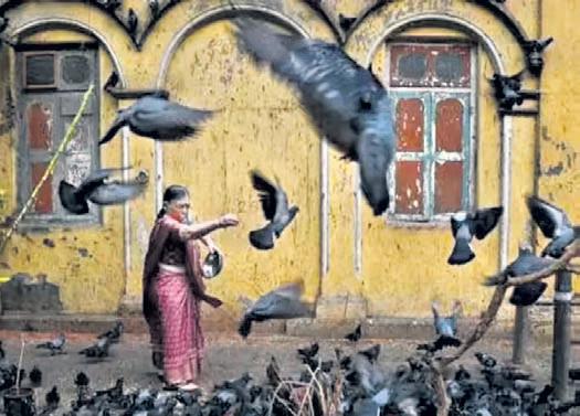 BMC allows ‘controlled feeding’ of pigeons