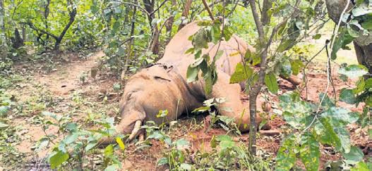 Tusker found dead in Ganjam forest
