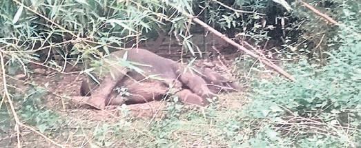 Female jumbo dies while being treated