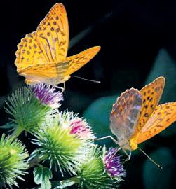 Arunachal to organise butterfly festival soon