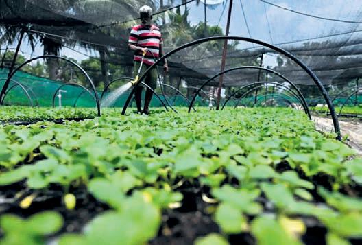 Arunachal discovers rare plant species