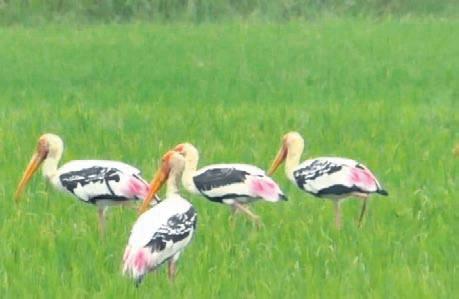 Painted Storks grace Gahirmatha shores