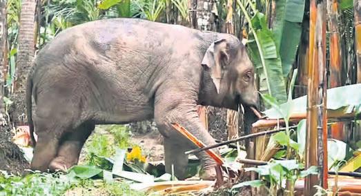 Bombay HC permits capture of wild elephant Omkar