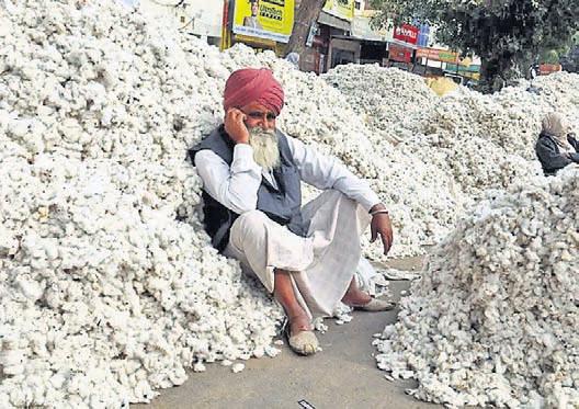 Maha sees decline in cotton farming