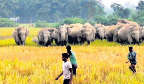Now, crop loss due to wild animal attack to be covered under PMFBY
