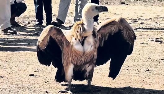 Vulture ‘Marich’ returns to MP after 15,000-km journey