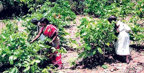 ₹41.17cr assistance for Kendu leaf workers