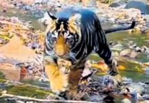 Similipal black tigers grab spotlight again