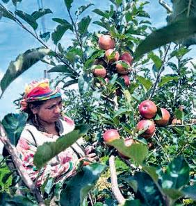 Horticulture dept issues protection tips for fruit growers