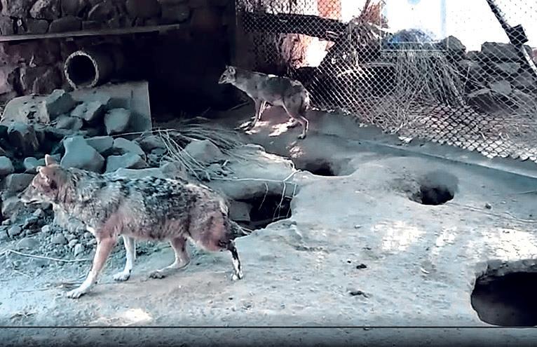 Jackals escape from Delhi zoo; search underway