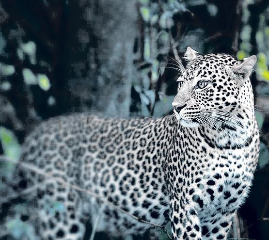 11-year-old boy fights off leopard in Palghar forest; school bag saves life