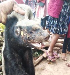 2 critically injured in Honey Badger attack in Keonjhar