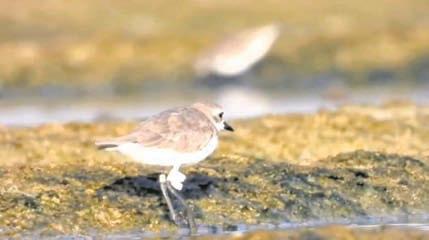 MIGRATORY BIRD WITH TAG NEAR RUSHIKULYA