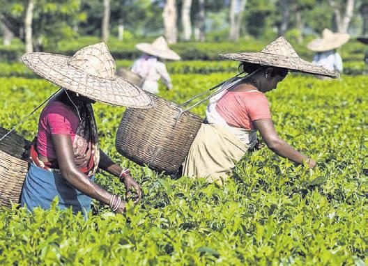 Assam Assembly clears Bill to allot ‘labour line’ land to tea workers