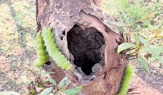 Move to revive near-extinct native silkworm species