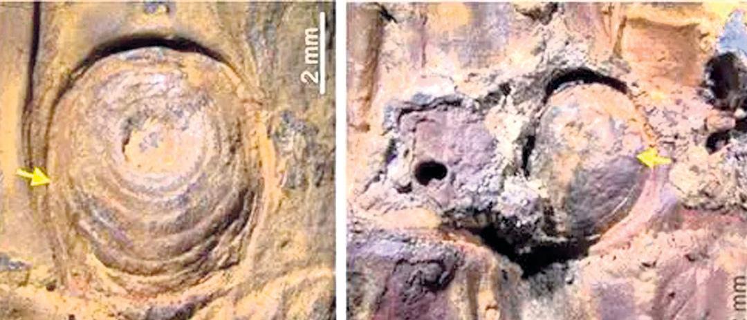 Ice Age thorny bamboo fossils found in Manipur