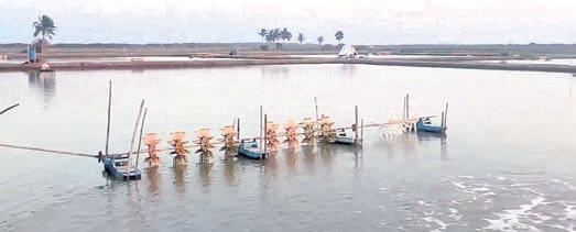 Mushrooming prawn gheris imperil Bhitarkanika habitat