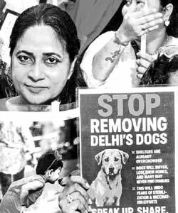 Over 10k letters sent to SC in support of animal rights