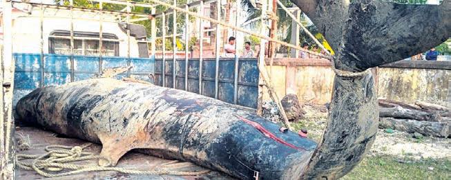 Massive pygmy killer whale found dead at Bhadrak's Kasia jetty