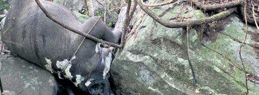 Another elephant dies in Kuldiha sanctuary