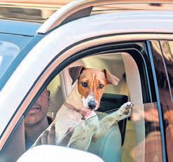 Renuka on row over bringing dog to Parl