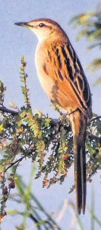Rare striated grassbird spotted in Chaprala forest in Gadchiroli