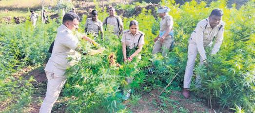 State-wide drive targets illegal ganja cultivation