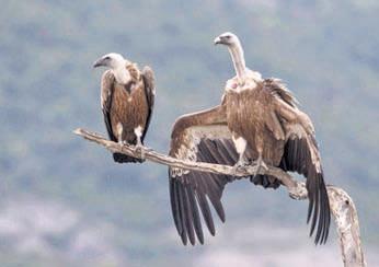 Wildlife group to reintroduce 2 vulture species in Assam