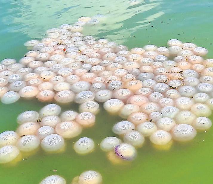 Odisha waters witness India's Ist jellyfish swarm