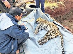 Leopard rescued from trap dies