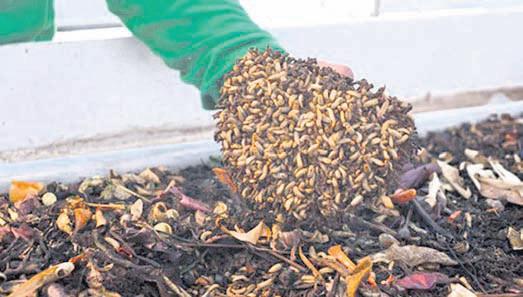Bangalore plans to adopt black soldier fly composting