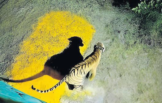 Tadoba tigress moved to Sahyadri Reserve