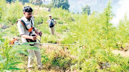 Gajapati sees massive rise in illegal cannabis farming