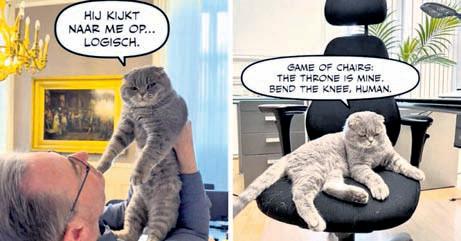 Just like UK's Larry, Belgium PM gets cat Maximus
