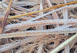 Frost casts doubt on Daringbadi temperature data
