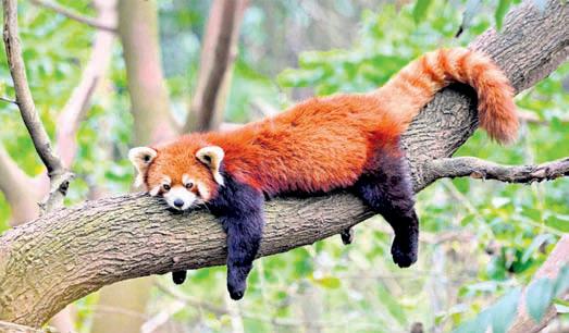 '8K species at risk of extinction by century end'