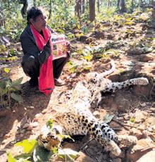 Villager arrested for 'poisoning' leopard