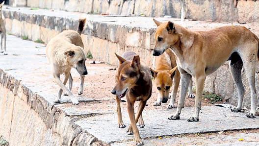 In 2024, stray dogs bit over 1.2L people in Mumbai: Govt