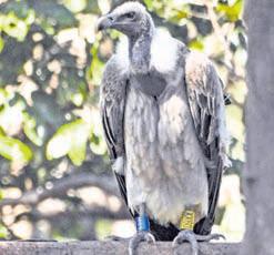 Earlier released vultures guide new batch at Pench