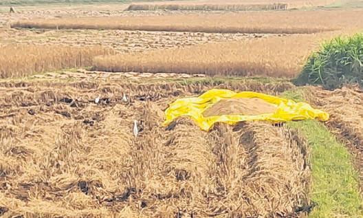 Delay in opening mandis fuels illegal paddy trade