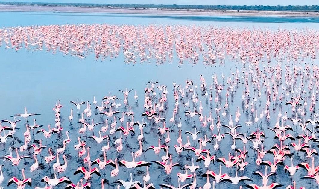 Flamingos paint Rajasthan’s Sambhar Salt Lake pink